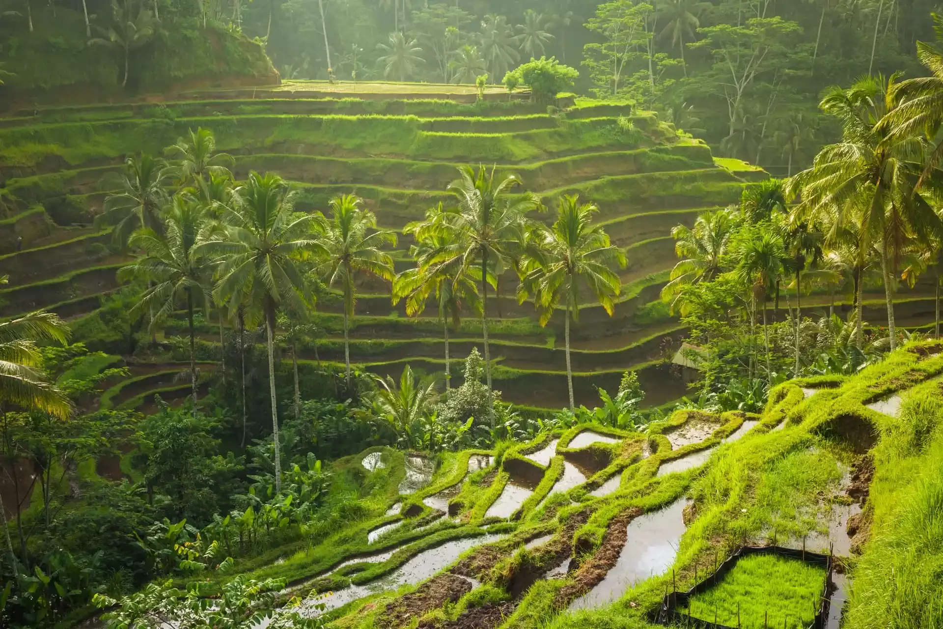 Cassia and spice sourcing operations in Indonesia