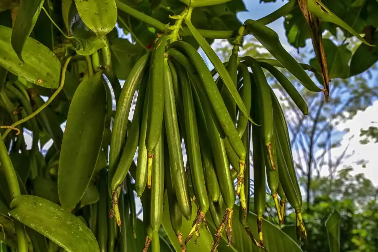 Vanilla seeds representing De Monchy Natural Products'