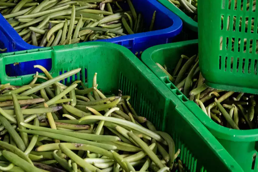 green vanilla beans sorted preparation