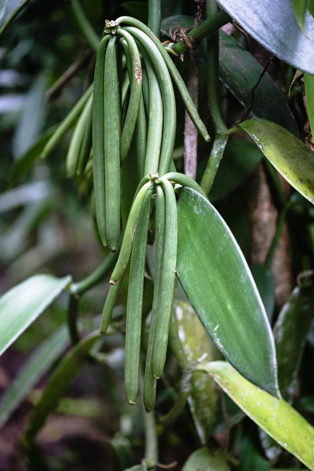 indonesian vanilla beans